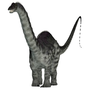 Apatosaurus, Kuzey Amerika'da Jura döneminde yaşamış bir otçul Dashanpu'daki dinozordu.