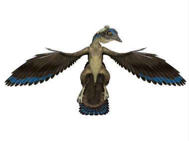 Archaeopteryx Almanya'da Jura döneminde yaşamış bir etobur Pterosaur sürüngen yapıldı..