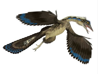 Archaeopteryx Almanya'da Jura döneminde yaşamış bir etobur Pterosaur sürüngen yapıldı..