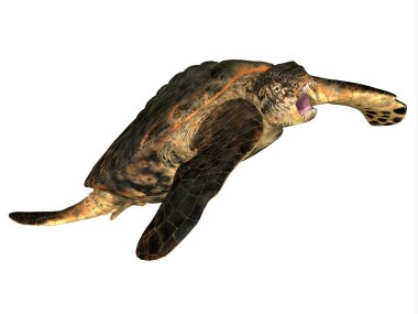 Archelon Güney Dakota, ABD Kretase döneminde yaşamış bir su sürüngen deniz kaplumbağası oldu.