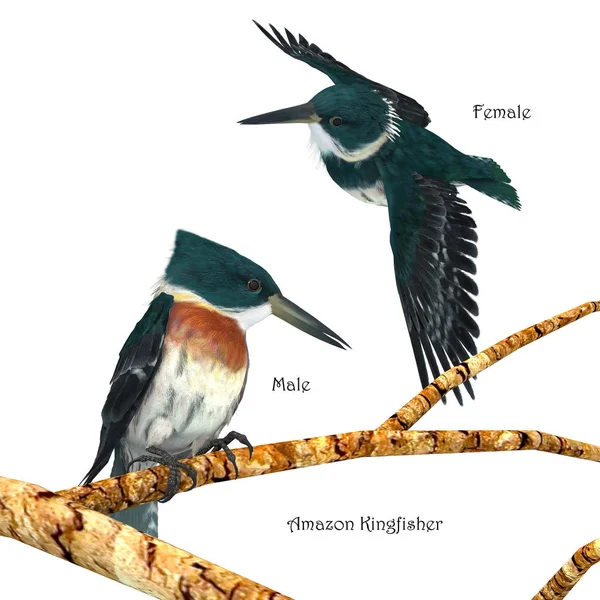 Amazon Kingfishers Solito Appollaiarsi Ramo Vicino Fiume Poi Tuffarsi Testa — Foto Stock