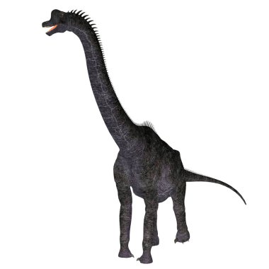 Brachiosaurus Jura döneminde Kuzey Amerika'da yaşayan bir otçul Dashanpu'daki dinozordu.