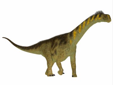 Camarasaurus, Kuzey Amerika'da Jura döneminde yaşamış bir otçul Dashanpu'daki dinozordu.