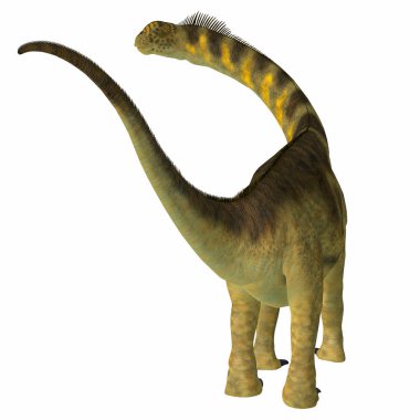 Camarasaurus, Kuzey Amerika'da Jura döneminde yaşamış bir otçul Dashanpu'daki dinozordu.
