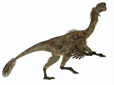 Citipati, Moğolistan'Kretase döneminde yaşamış bir etobur Velociraptor dinozordu.
