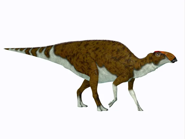 우루스 Brachylophosaurus 북아메리카 백악기에 살았던 하드로 사우루스 초식성 공룡이다 — 스톡 사진
