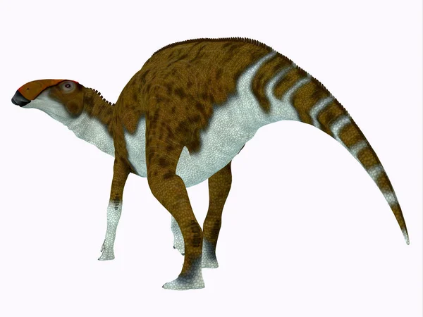 Brachylophosaurus Era Dinosauro Erbivoro Adrosauro Vissuto Durante Periodo Cretaceo Del — Foto Stock