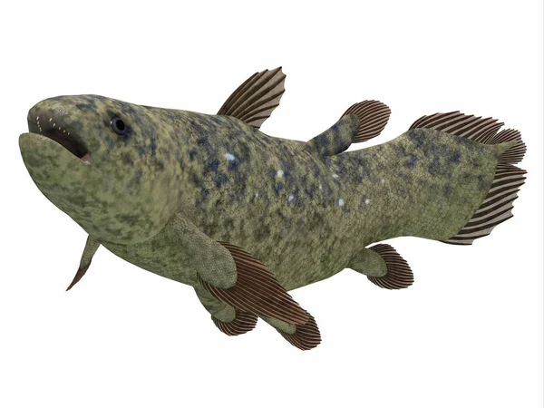 Coelacanth Balık Nesli Tükenmiş Olduğu Düşünülüyordu Ama Hala Yaşayan Bulundu — Stok fotoğraf