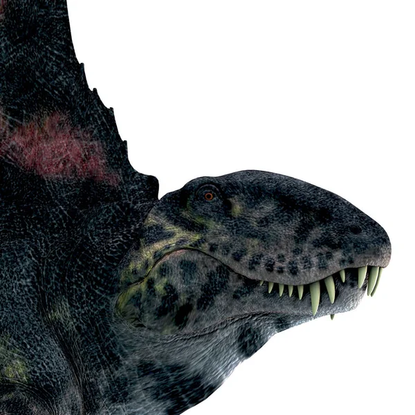 Dimetrodon Sail Back Carnivorous Dinosaur Lived North America Europe Permian — Stock Photo, Image