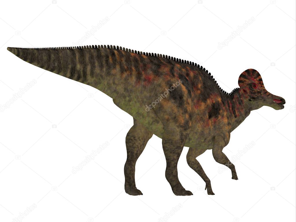 Corythosaurus was a duck-billed herbivorous dinosaur that lived in North America during the Cretaceous Period.