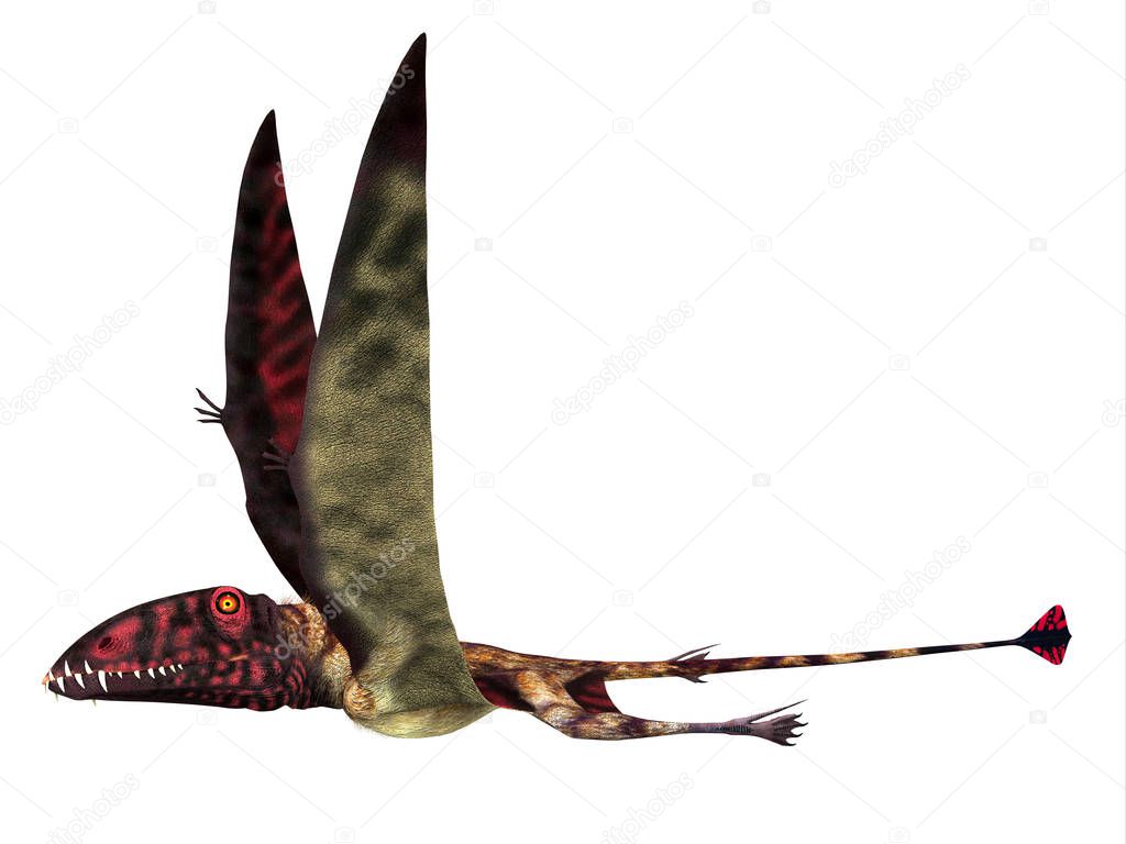 Dimorphodon was a carnivorous Pterosaur reptile that lived in England during the Jurassic Period.