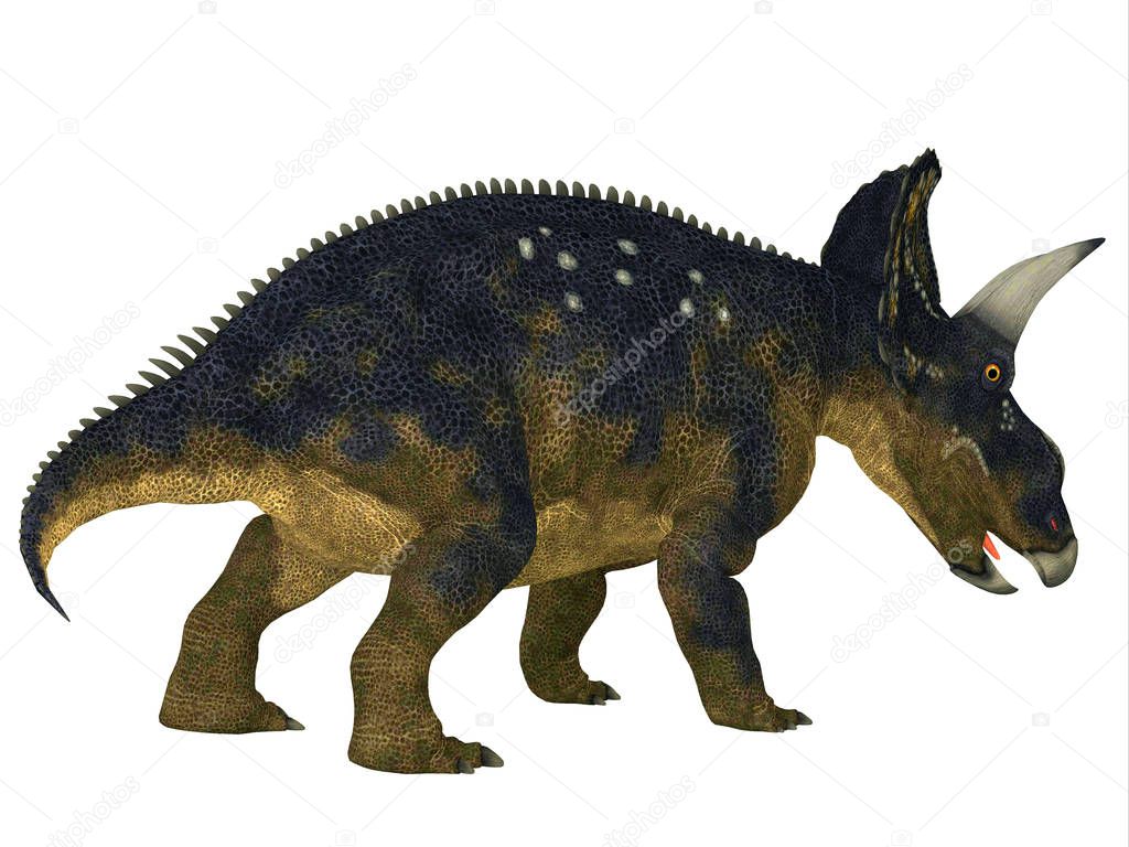 Nedoceratops was a horned herbivorous Ceratopsian dinosaur that lived in North America during the Cretaceous Period.