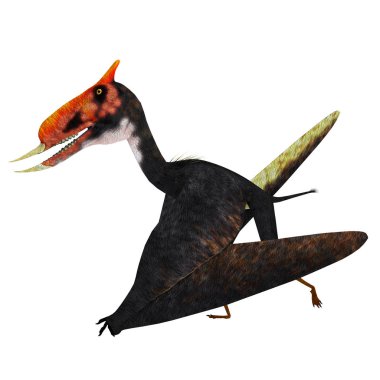 Dsungaripterus Çin'Kretase döneminde yaşamış bir Pterosaur raptor kuştu.