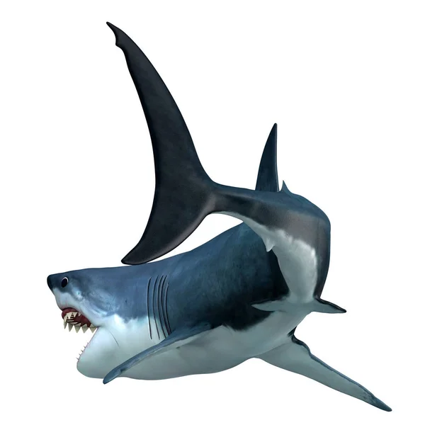 大白鲨可以活 是海洋中最大的食肉动物之一 — 图库照片