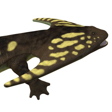 Diplocaulus Permiyen dönem, Kuzey Amerika ve Afrika'da yaşayan bir amfibi yapıldı..