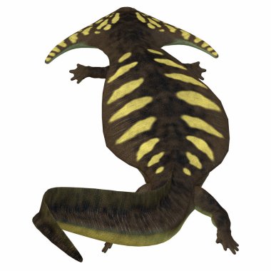 Diplocaulus Permiyen dönem, Kuzey Amerika ve Afrika'da yaşayan bir amfibi yapıldı..