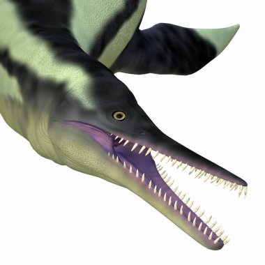 Etçil sürüngen Kansas denizlerde Kretase Dönemi nde yaşamış Plesiosaur dolikorinkops olduğunu.