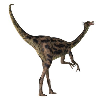 Gallimimus, Moğolistan'Kretase döneminde yaşamış bir omnivordur theropod dinozordu.