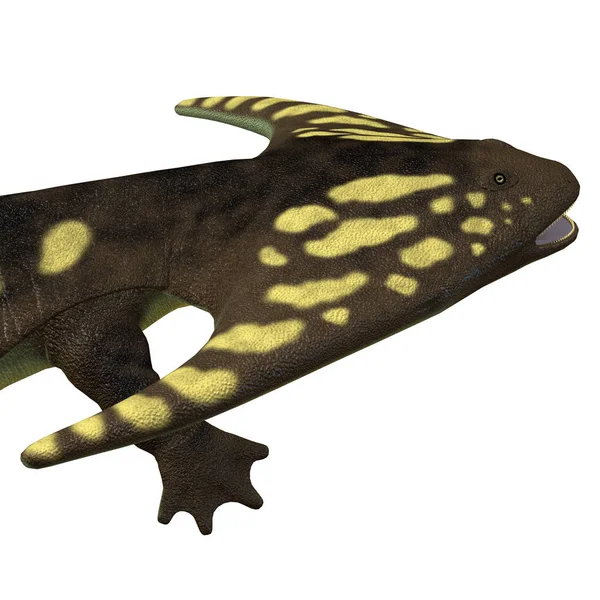 Diplocaulus는 페름기 북아메리카 아프리카에 살았던 양서류 — 스톡 사진