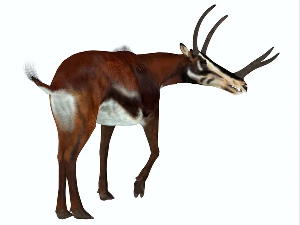 Kyptoceras Var Antilop Däggdjur Som Levde Slätterna Nordamerika Miocen Perioden — Stockfoto