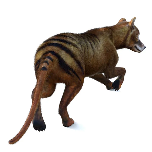 Buidelwolf Buideldier Een Uitgestorven Roofdier Van Holocene Periode Van Australië — Stockfoto