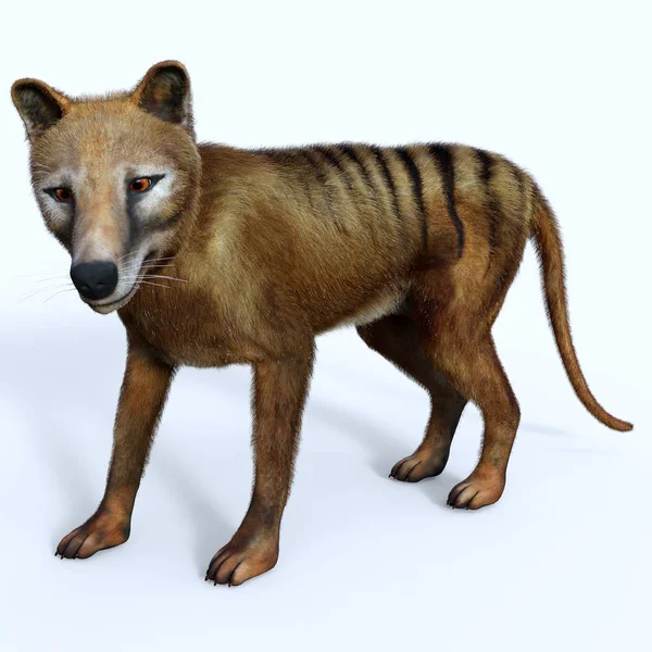 Thylacine Marsupial Extinct Predator Holocene Period Australia Tasmania New Guinea — Stock Photo, Image