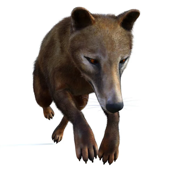泰拉辛有袋动物是一种灭绝的食肉动物 来自澳大利亚 塔斯马尼亚和巴布亚新几内亚的全新世时期 — 图库照片