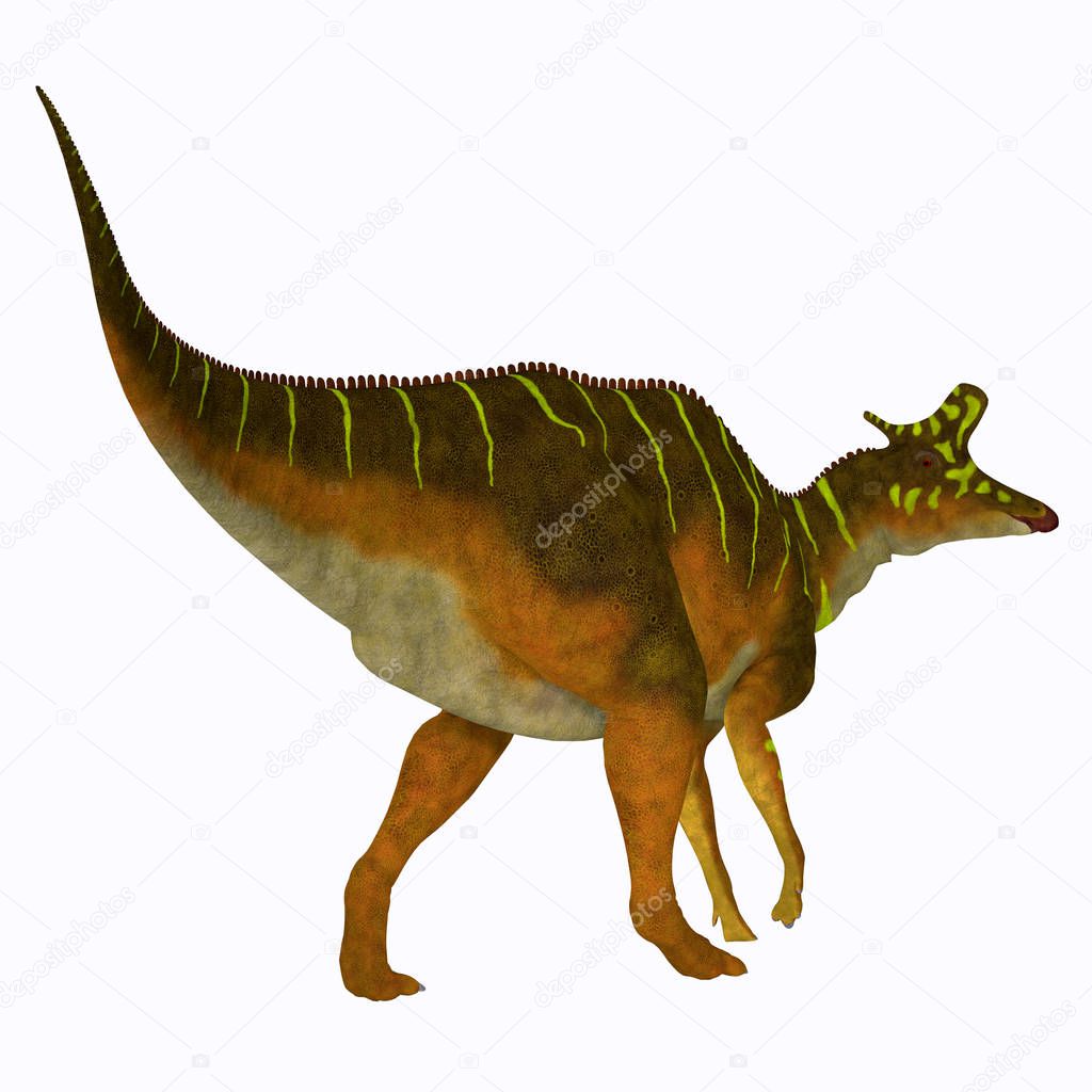 Lambeosaurus was a herbivorous Hadrosaur dinosaur that lived in North America during the Cretaceous Period.