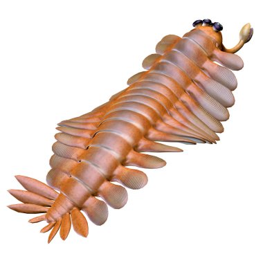 Cambrian Opabinia Tail clipart