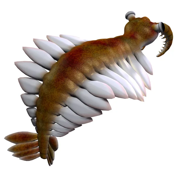 Cambrian Anomalocaris хвіст — стокове фото