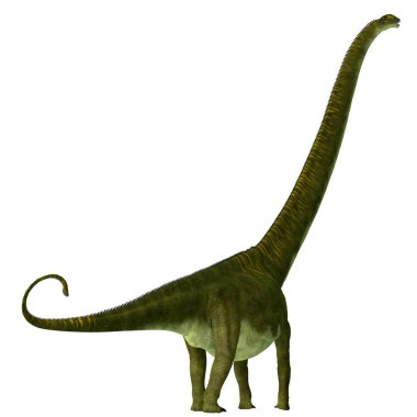 Mamenchisaurus hochuanensis dinozor kuyruk