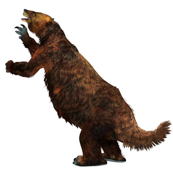 Megatherium lättja svans — Stockfoto