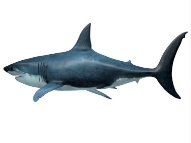 Megalodon yırtıcı köpekbalığı kuyruk