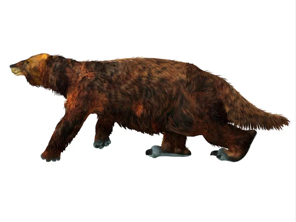 Megatherium Preguiça Caminhada — Fotografia de Stock