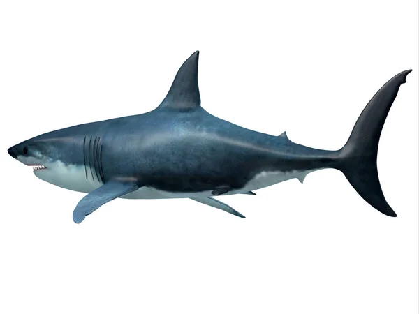 巨齿象捕食者鲨鱼尾巴 — 图库照片