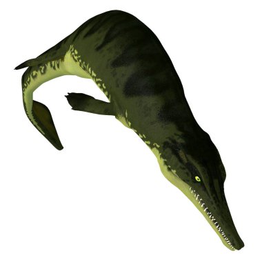 Metriorhynchus Sürüngen Dalış