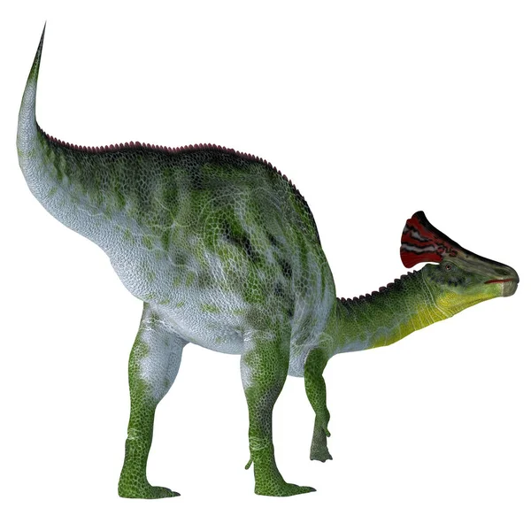 Olorotitan dinosauří ocas — Stock fotografie