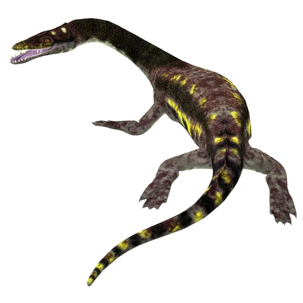 Cola de reptil Nothosaurus Imagen de archivo