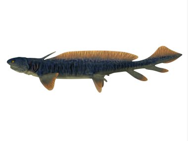 Orthacanthus Shark Yan Profil