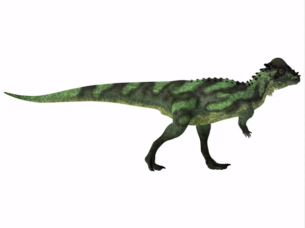 Perfil lateral do dinossauro paquicefalossauro — Fotografia de Stock