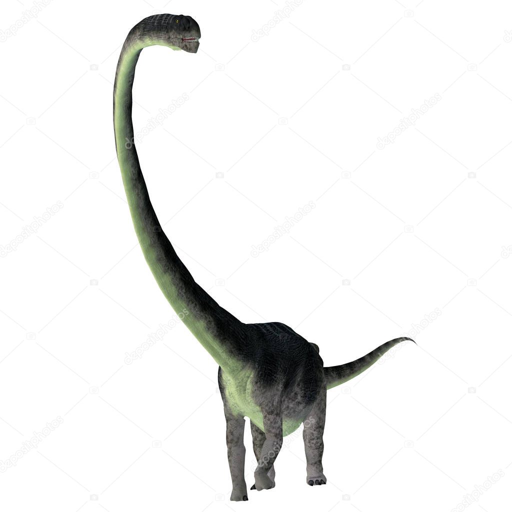 Omeisaurus Dinosaur Front