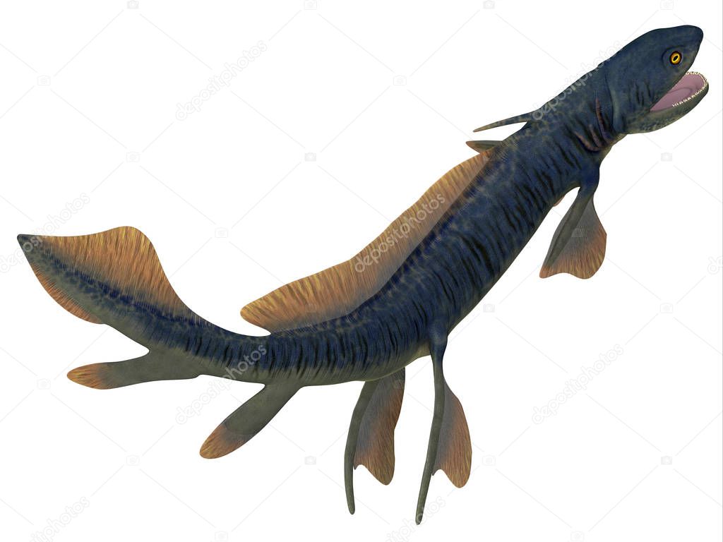 Orthacanthus Shark Tail