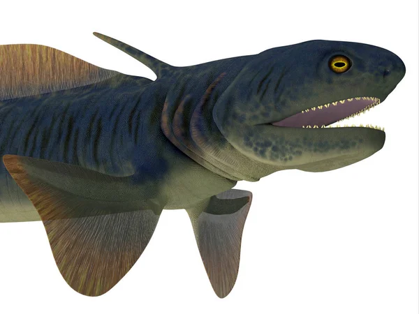 Orthacanthus Köpekbalığı Kafası — Stok fotoğraf