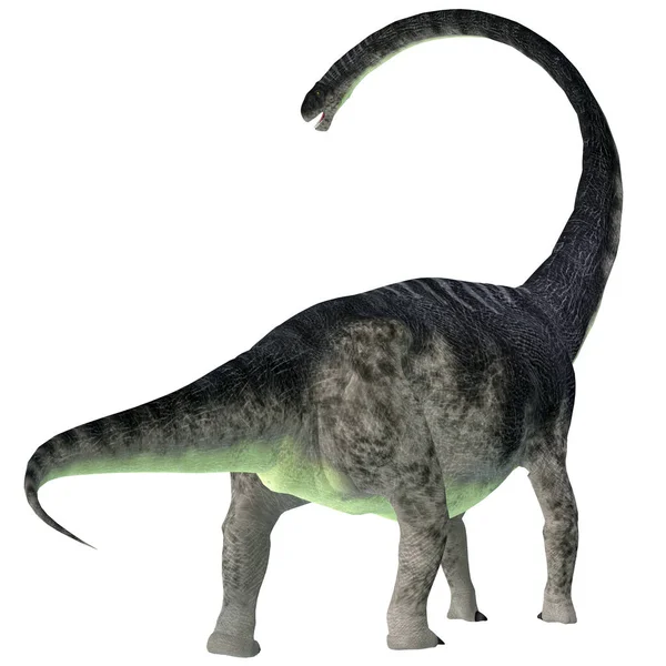 Omeisaurus dinoszaurusz farok — Stock Fotó