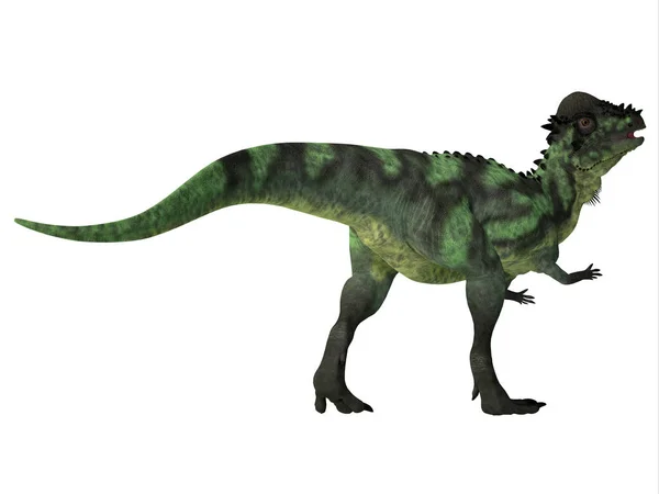 Пацецефалозавр динозавр хвіст — стокове фото