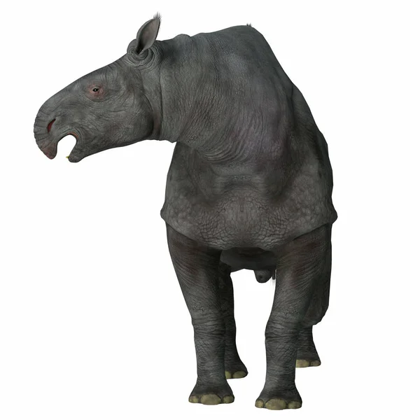 Paraceratherium Mamífero en blanco — Foto de Stock