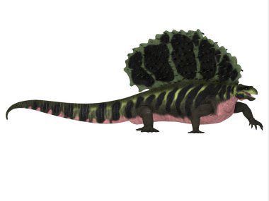Edaphosaurus Dinosaur Yan Profili