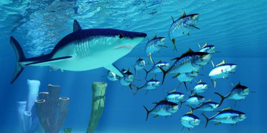 Sarı yüzgeçli Tuna sonra Mako Shark