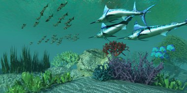 Marlin avı Pasifik Ringa Balığı
