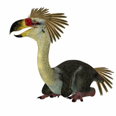 Phorusrhacos Kuş Bakımı